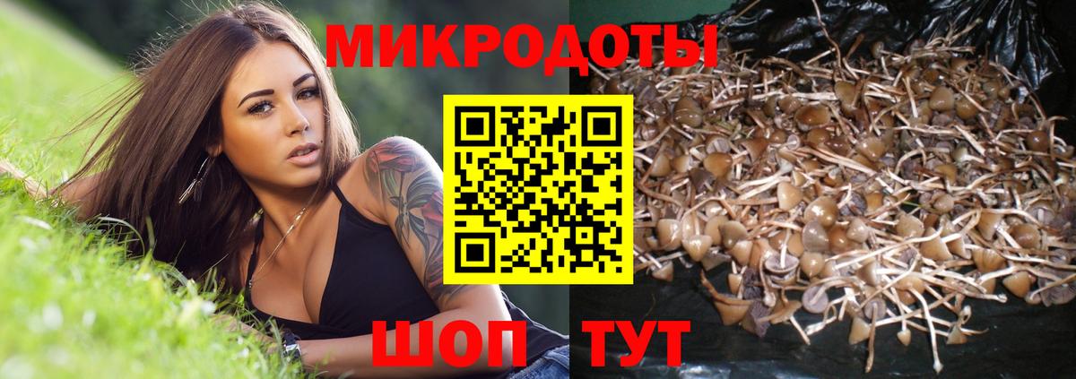 Галлюциногенные грибы Psilocybe Куйбышев